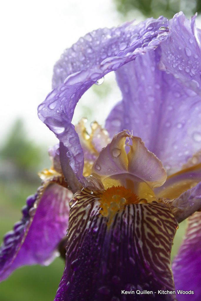 Purple Iris After Rain - #1